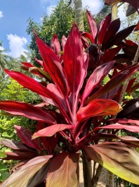 Công dụng của dược liệu huyết dụ